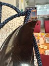 IMG_0863.jpeg