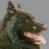blackdog