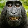MonkeySpit