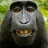 MonkeySpit
