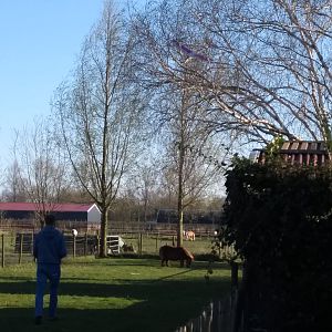Red Eagle clubzwever