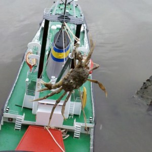 wolraad met krab aan boord