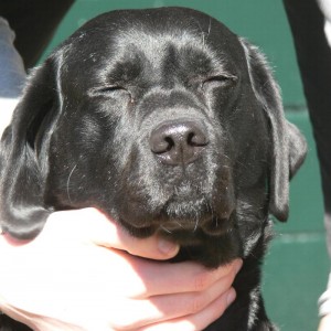lilly