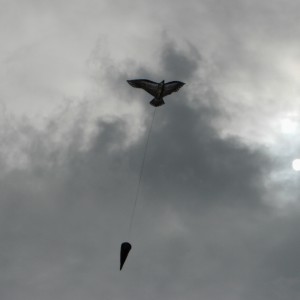 Eagle with cone.