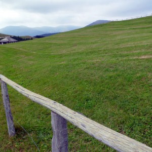 21 Kuhweide