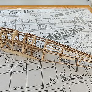 FF_TIGER_MOTH_011
