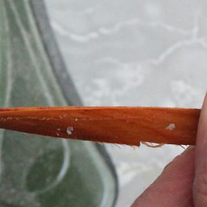 02-4-Buigbaar