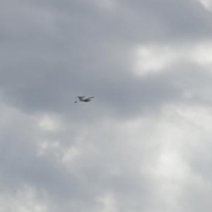 watervliegen 008