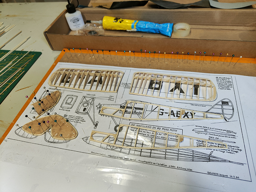 PEANUT_MOTH__035