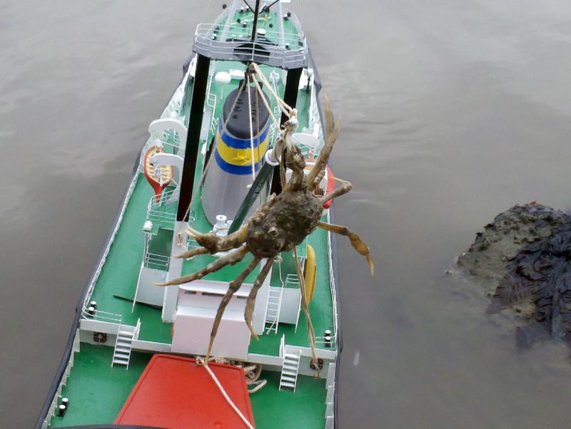 wolraad met krab aan boord